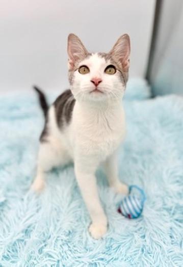 Enlarge Student Loan Debt, a Adoptable Domestic Short Hair in Covington, LA image 2/6