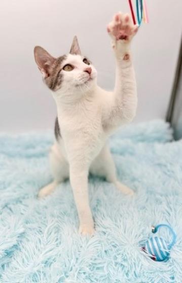 Enlarge Student Loan Debt, a Adoptable Domestic Short Hair in Covington, LA image 4/6