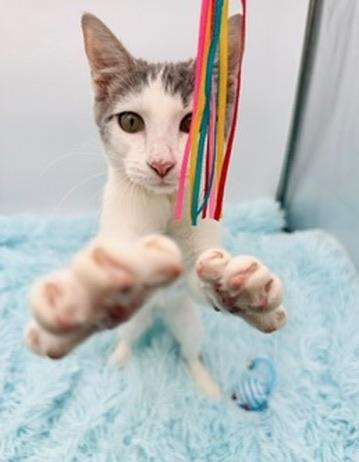 Enlarge Student Loan Debt, a Adoptable Domestic Short Hair in Covington, LA image 3/6