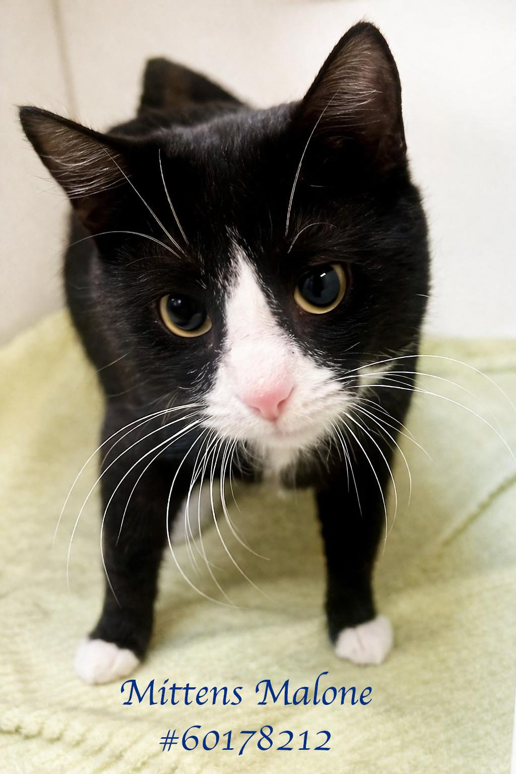 Mittens Malone , adopted, Young Male Tuxedo.