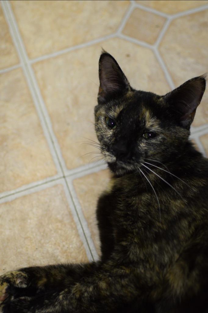 Kendal, Adoptable, Adult Female Domestic Short Hair.