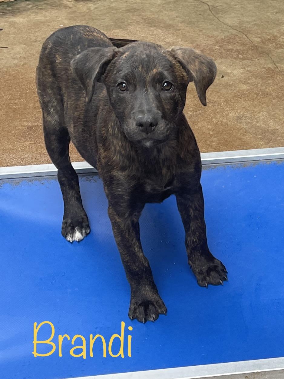 Brandi