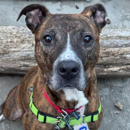 Enlarge Hennessy, a Adoptable Mixed Breed in Naperville, IL image 1/1