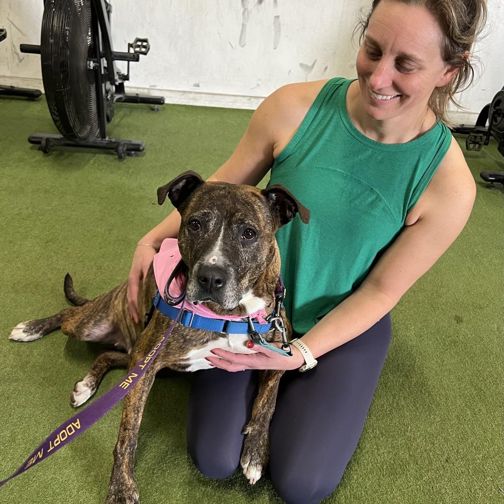 Enlarge Hennessy - In Foster Care, a Adoptable Mixed Breed in Naperville, IL image 2/6