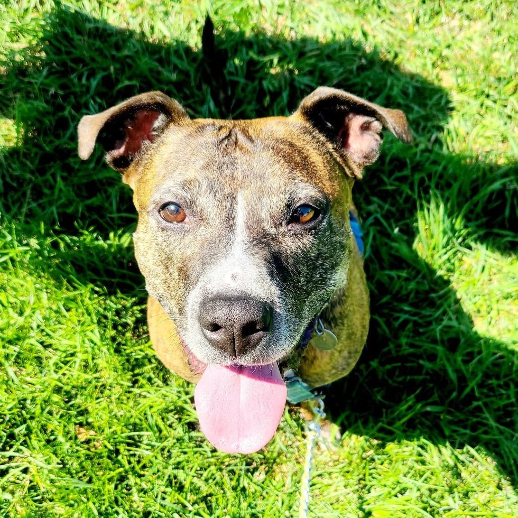 Enlarge Hennessy - In Foster Care, a Adoptable Mixed Breed in Naperville, IL image 3/6