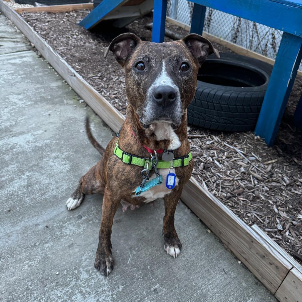 Enlarge Hennessy - In Foster Care, a Adoptable Mixed Breed in Naperville, IL image 4/6