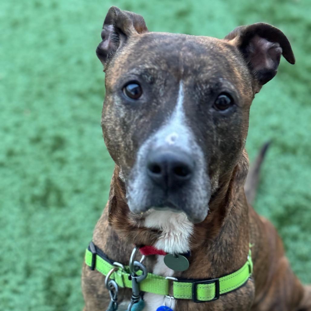 Enlarge Hennessy - In Foster Care, a Adoptable Mixed Breed in Naperville, IL image 5/6