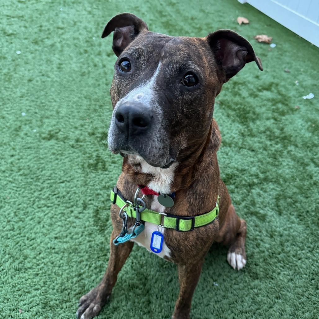 Enlarge Hennessy - In Foster Care, a Adoptable Mixed Breed in Naperville, IL image 6/6