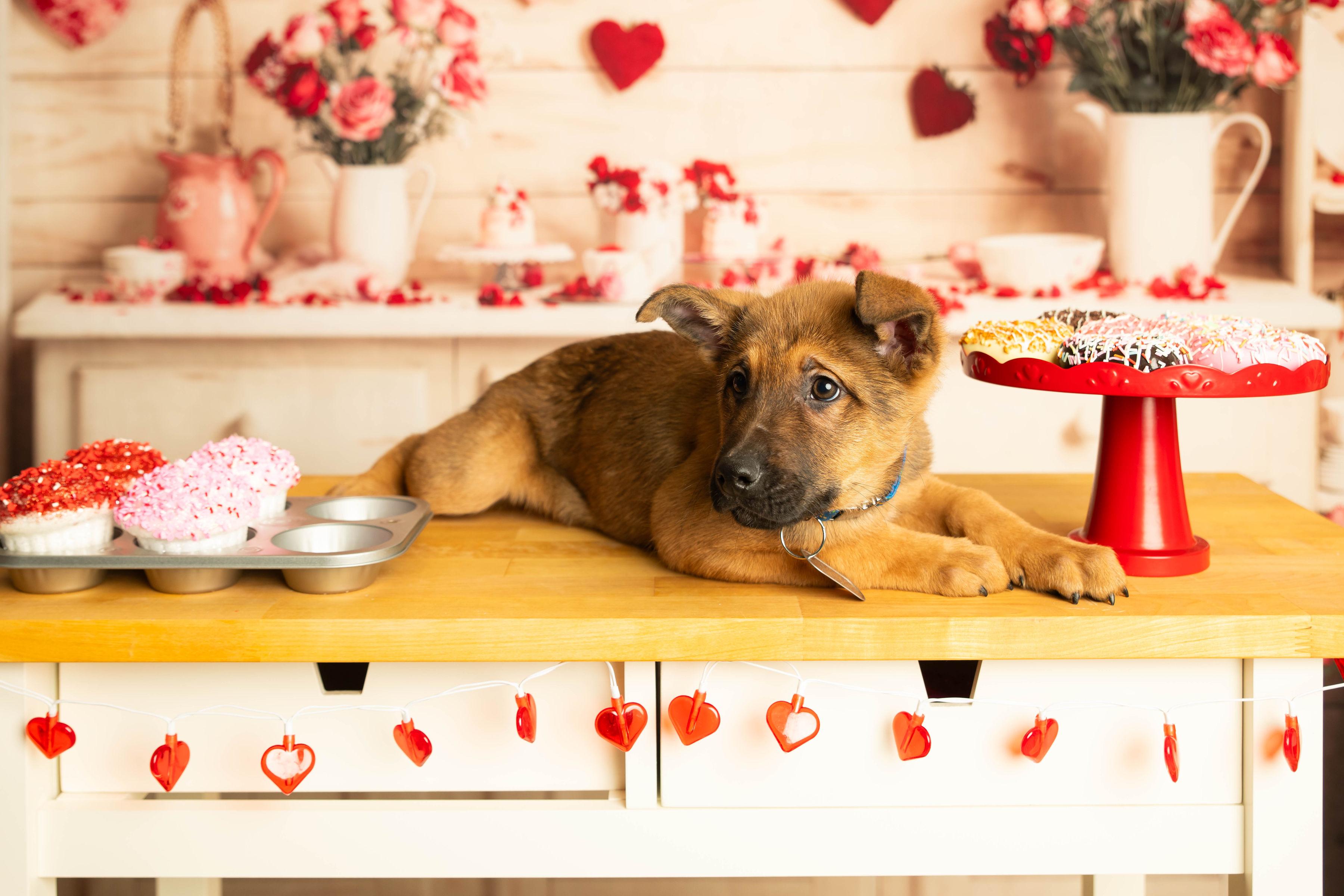 Enlarge Mohawk , a Adoptable mixed breed in Dayton, OH image 5/6