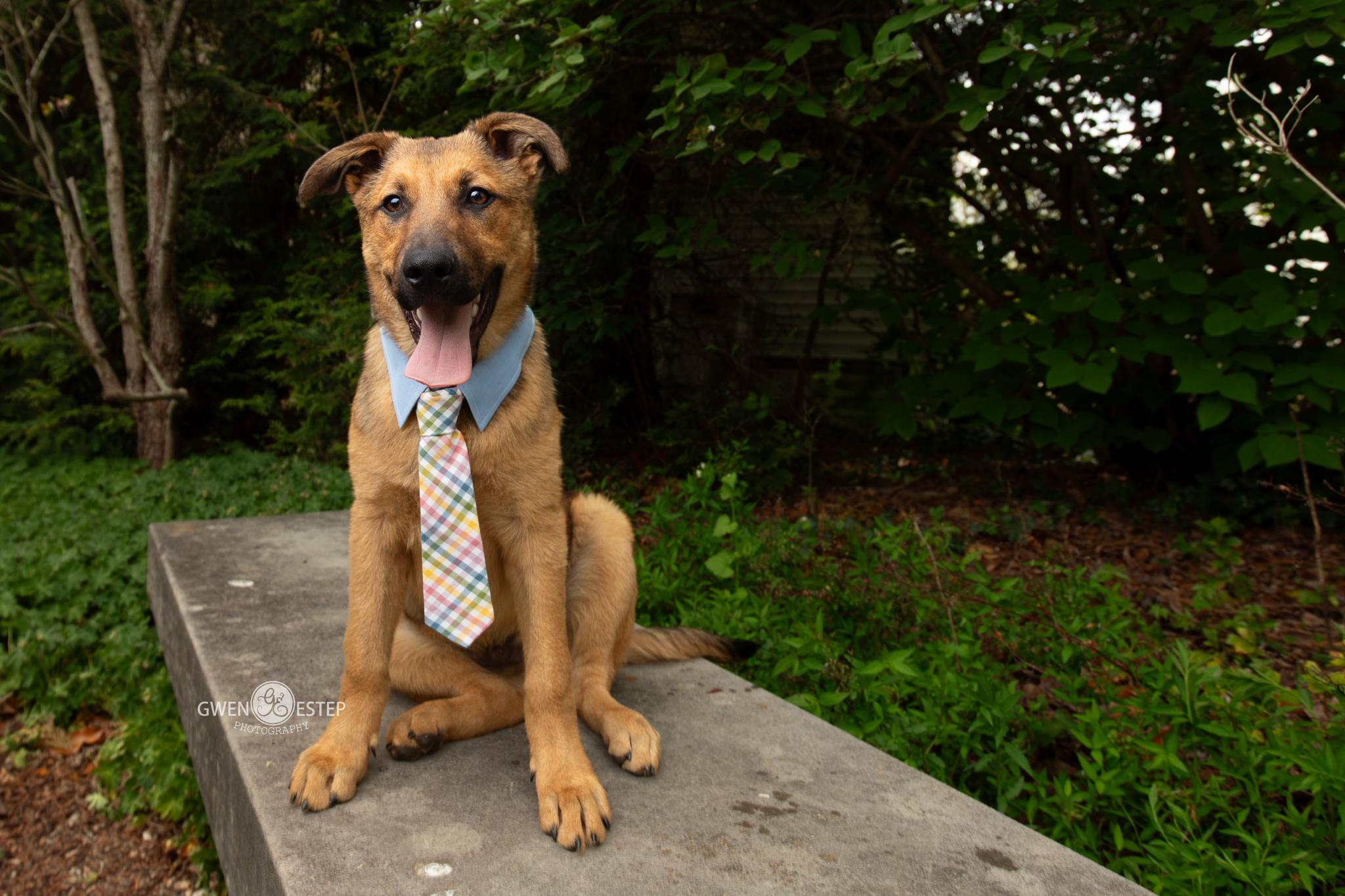 Mohawk , a Adoptable mixed breed in Dayton, OH image 3/6