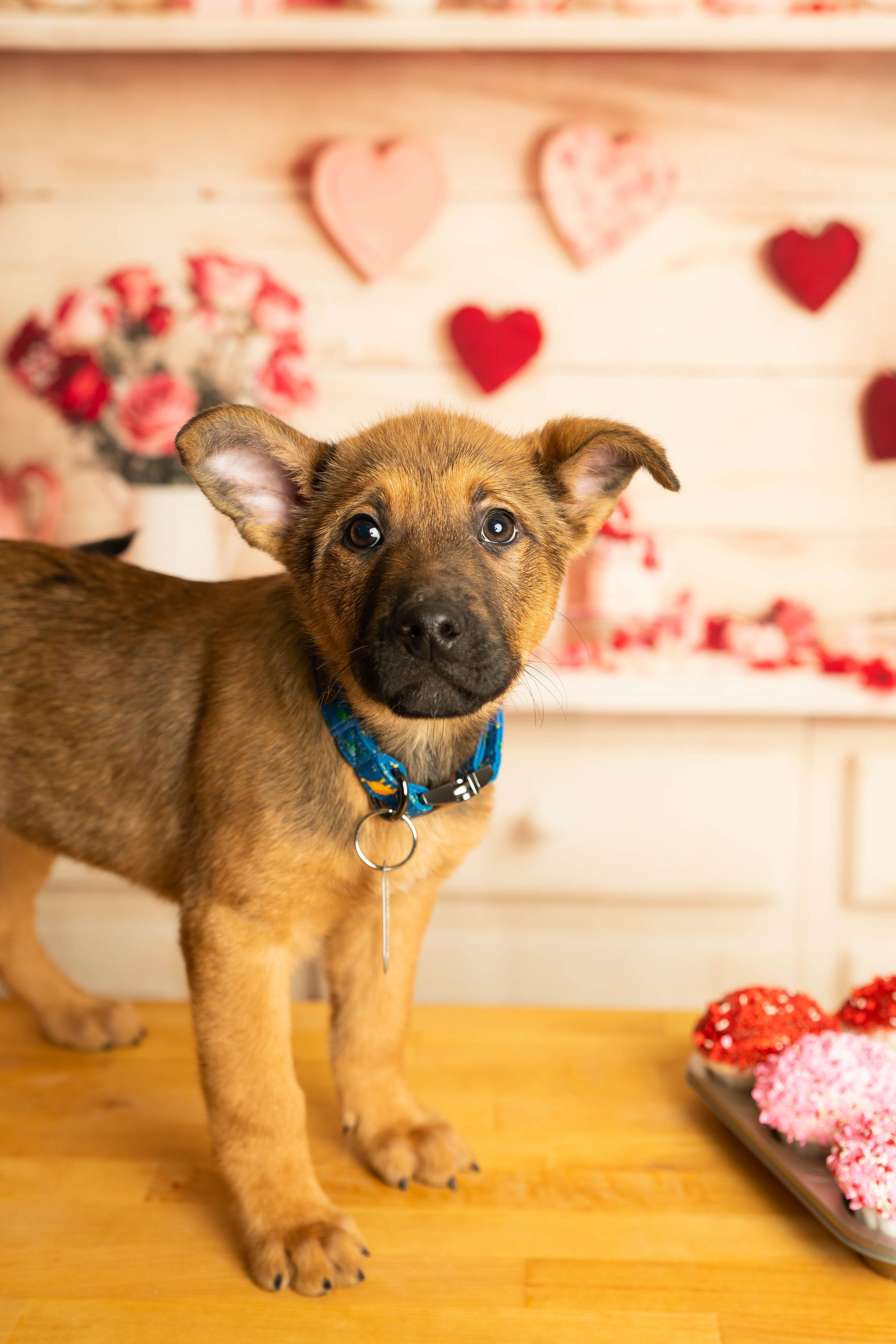 Enlarge Mohawk , a Adoptable mixed breed in Dayton, OH image 4/6