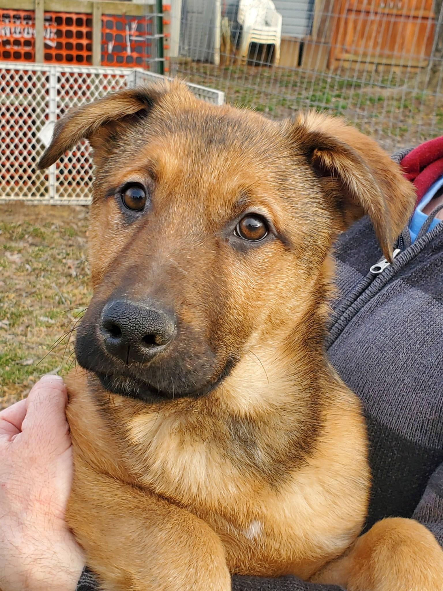 Enlarge Mohawk , a Adoptable mixed breed in Dayton, OH image 3/6