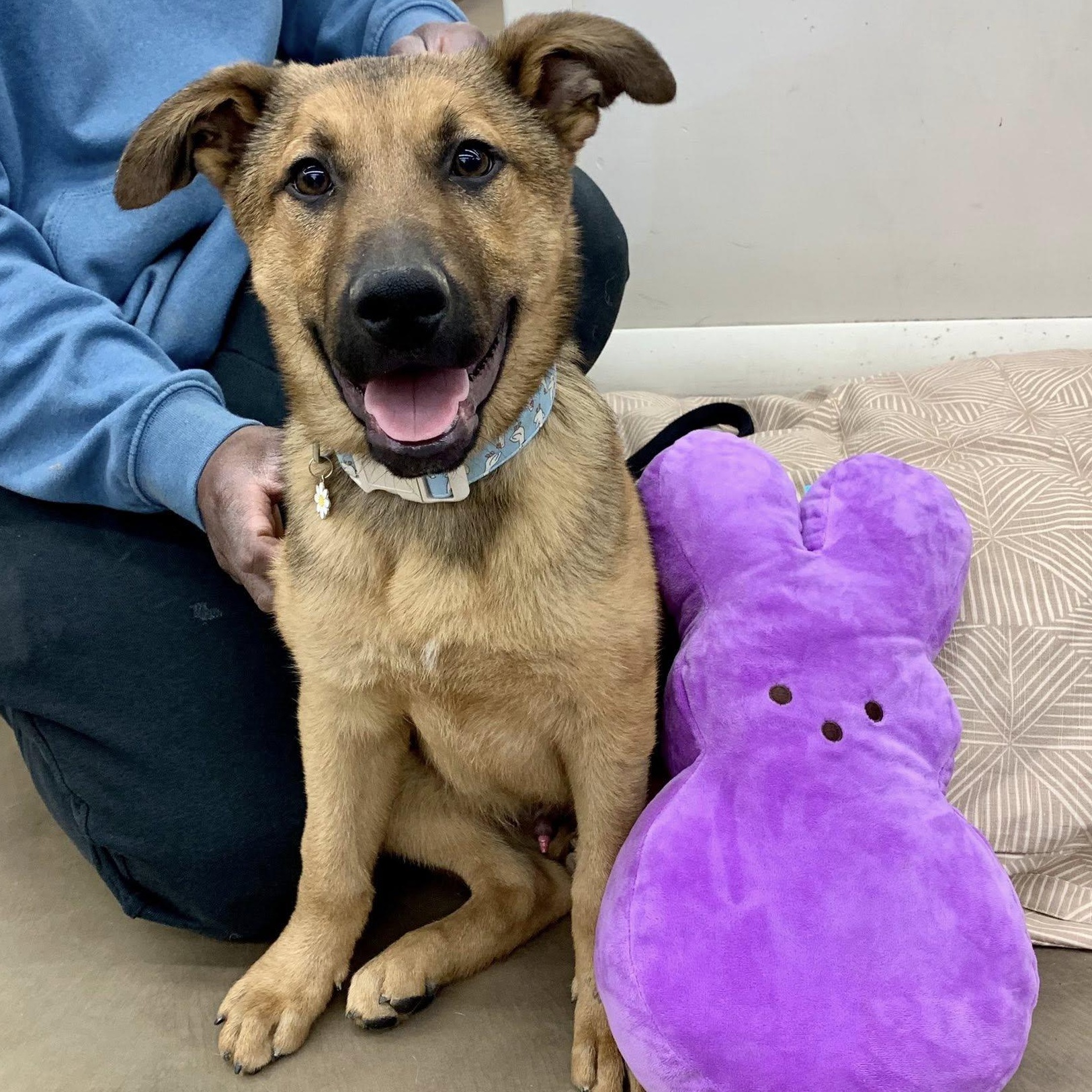 Enlarge Mohawk , a Adoptable mixed breed in Dayton, OH image 1/6