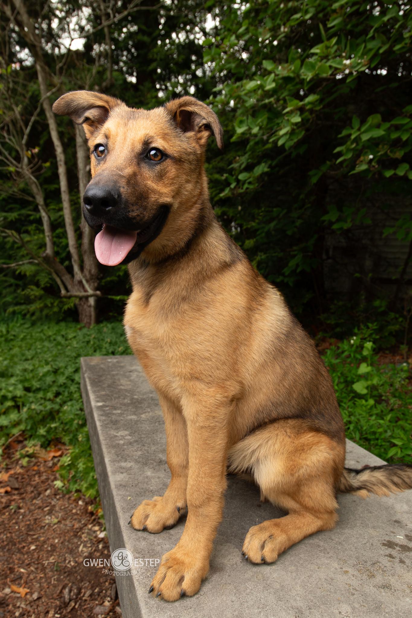Mohawk , a Adoptable mixed breed in Dayton, OH image 2/6
