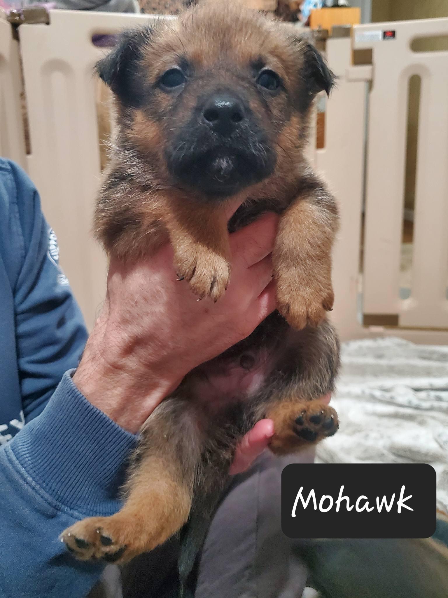 Enlarge Mohawk , a Adoptable mixed breed in Dayton, OH image 6/6