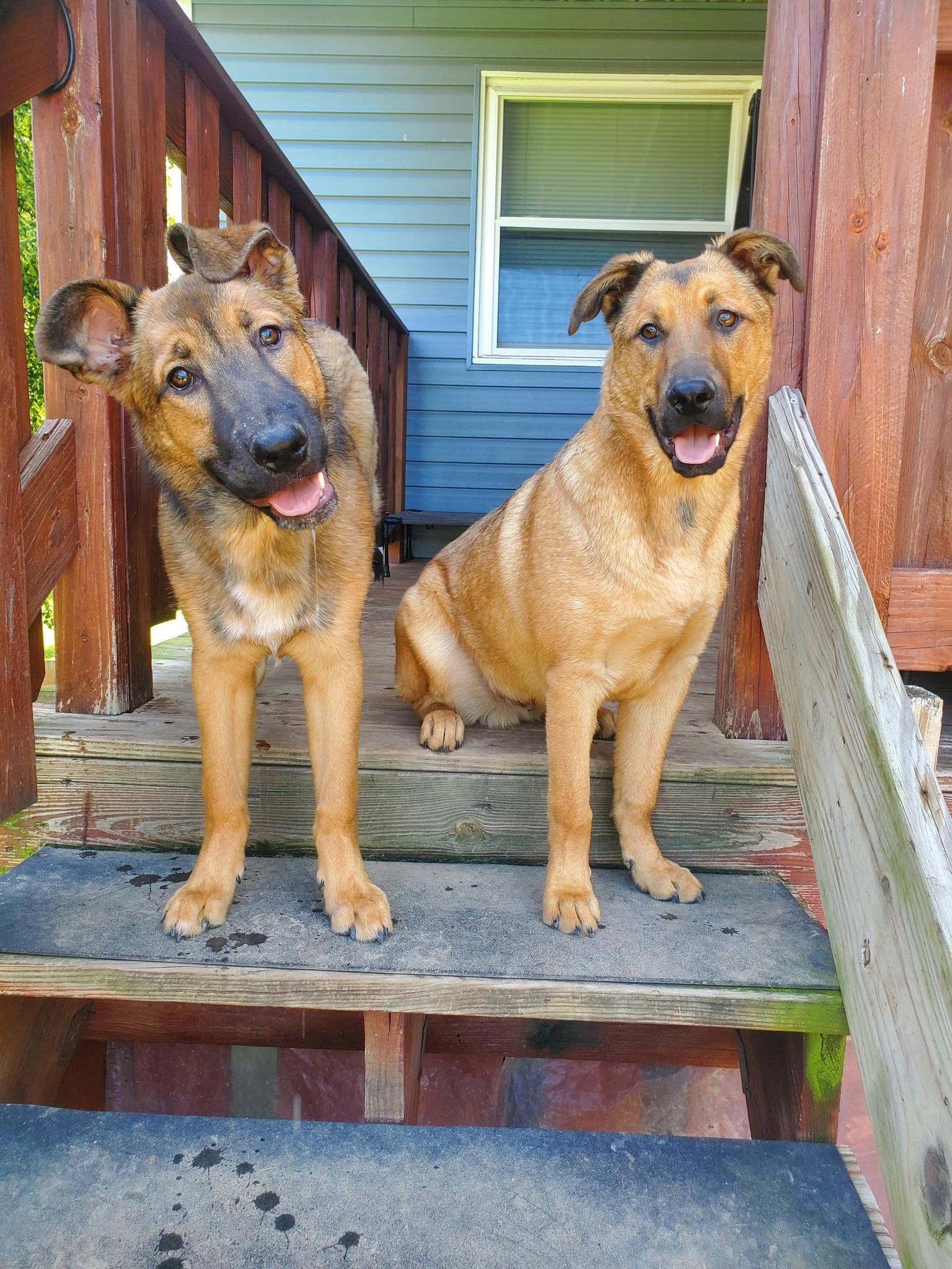 Mohawk , a Adoptable mixed breed in Dayton, OH image 6/6