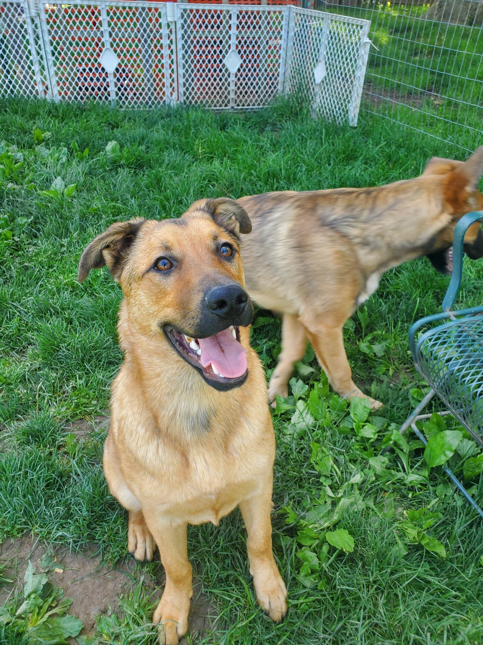 Mohawk , a Adoptable mixed breed in Dayton, OH image 5/6