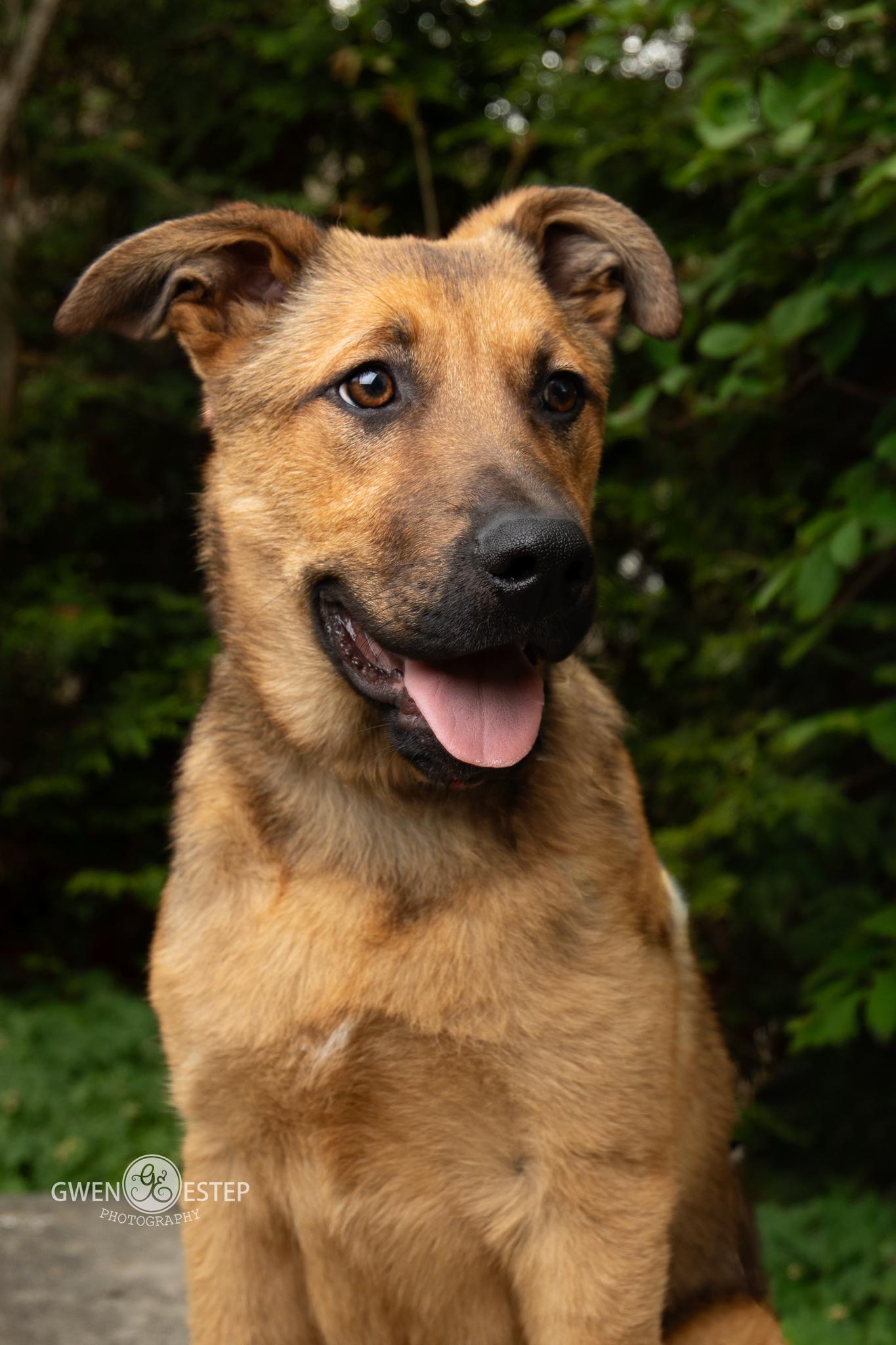 Mohawk , Adoptable, Puppy Male German Shepherd Dog.