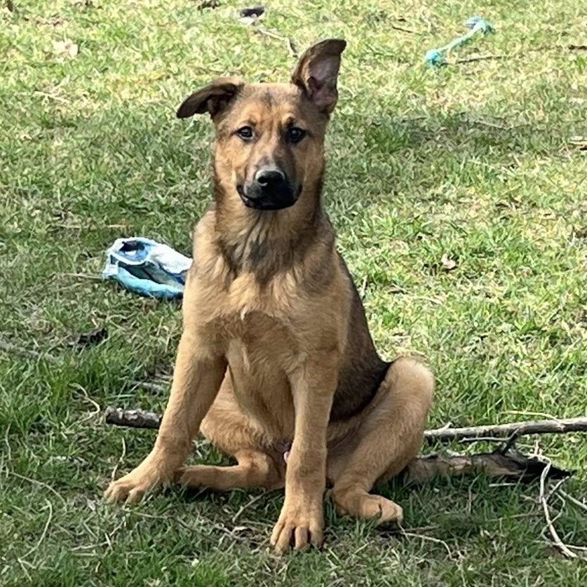Enlarge Mohawk , a Adoptable mixed breed in Dayton, OH image 2/6