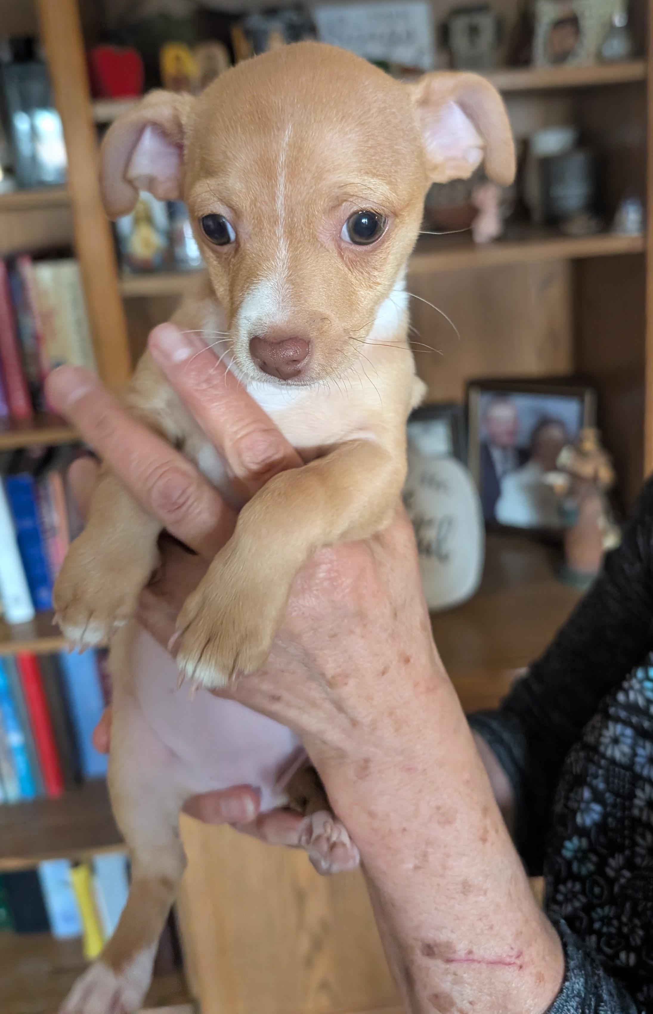 Enlarge Colette - PUPPY, a ADOPTABLE mixed breed in Albuquerque, NM image 1/1