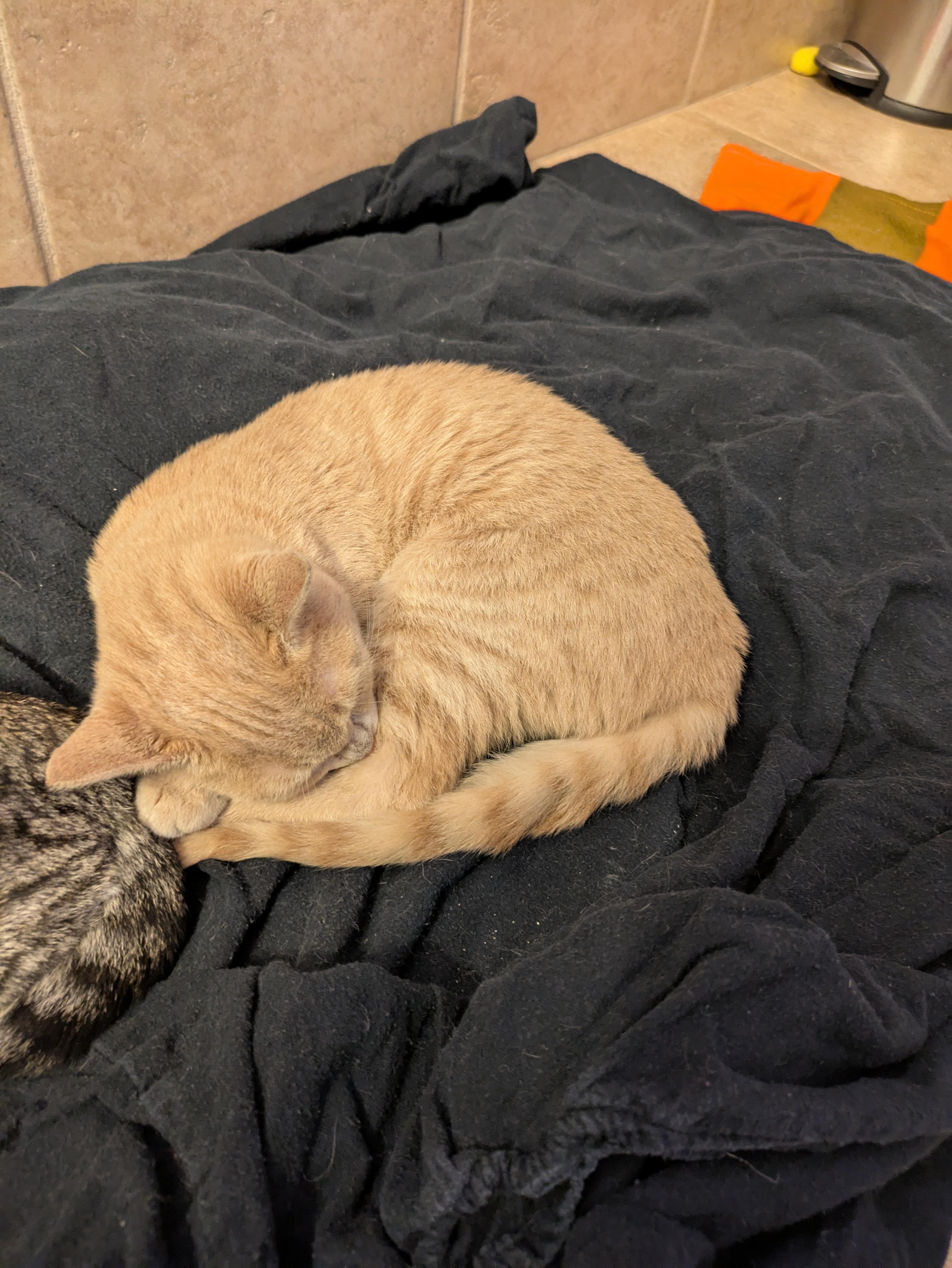 Cream Puff, a Adopted Domestic Short Hair in El Cajon, CA image 3/5