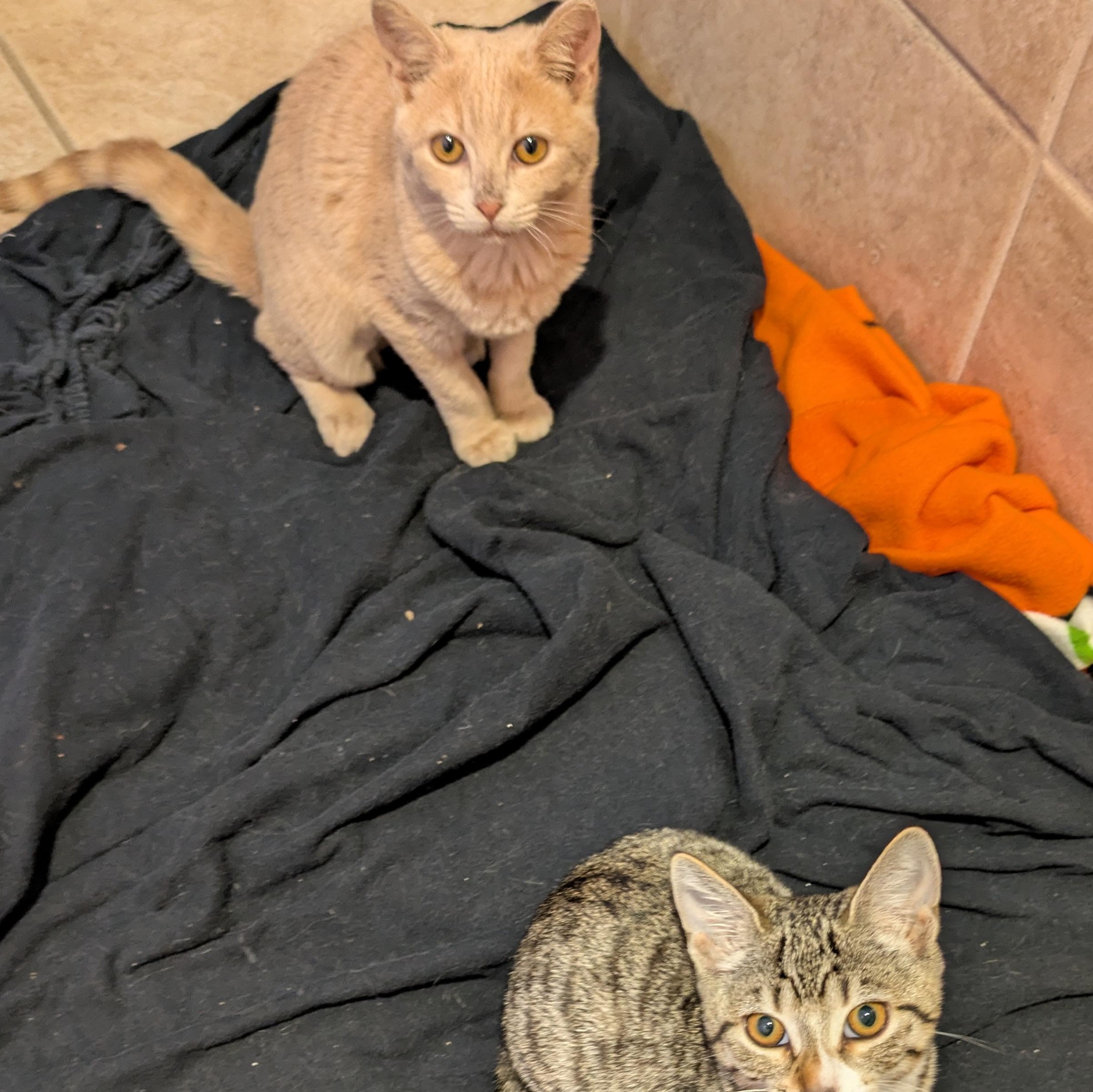 Cream Puff, a Adopted Domestic Short Hair in El Cajon, CA image 4/5