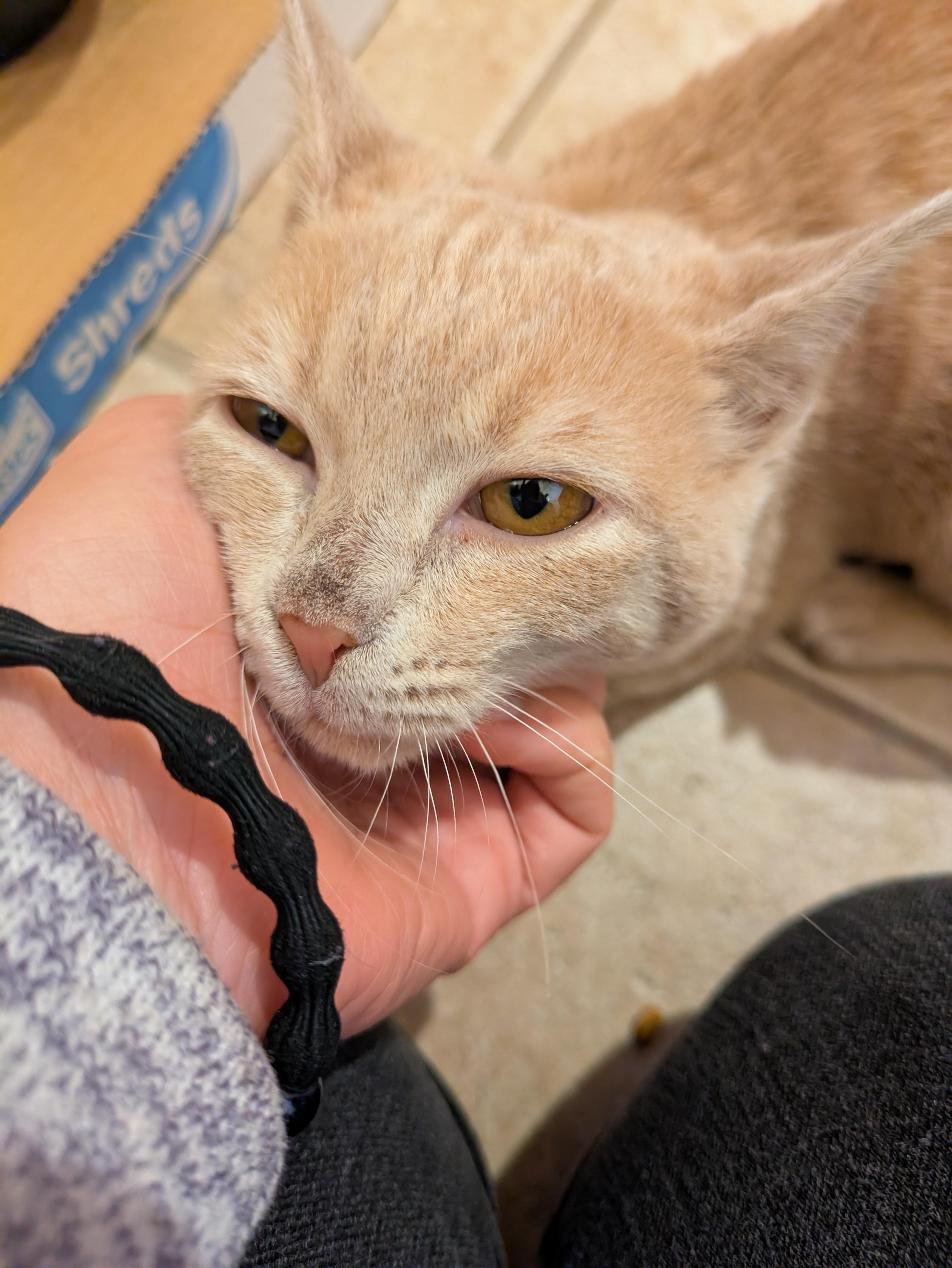 Cream Puff, a Adopted Domestic Short Hair in El Cajon, CA image 2/5