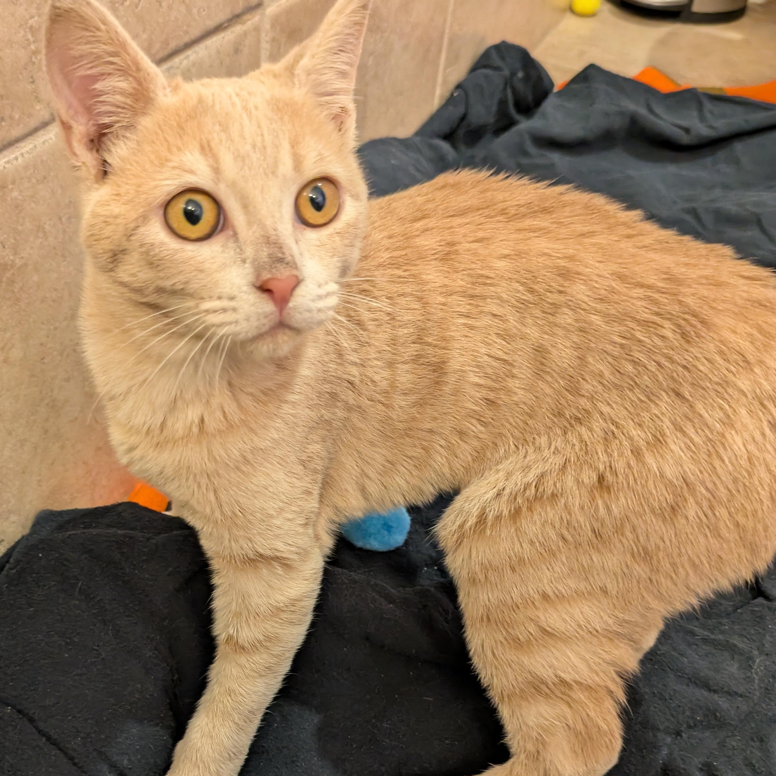 Cream Puff, a Adopted Domestic Short Hair in El Cajon, CA image 5/5