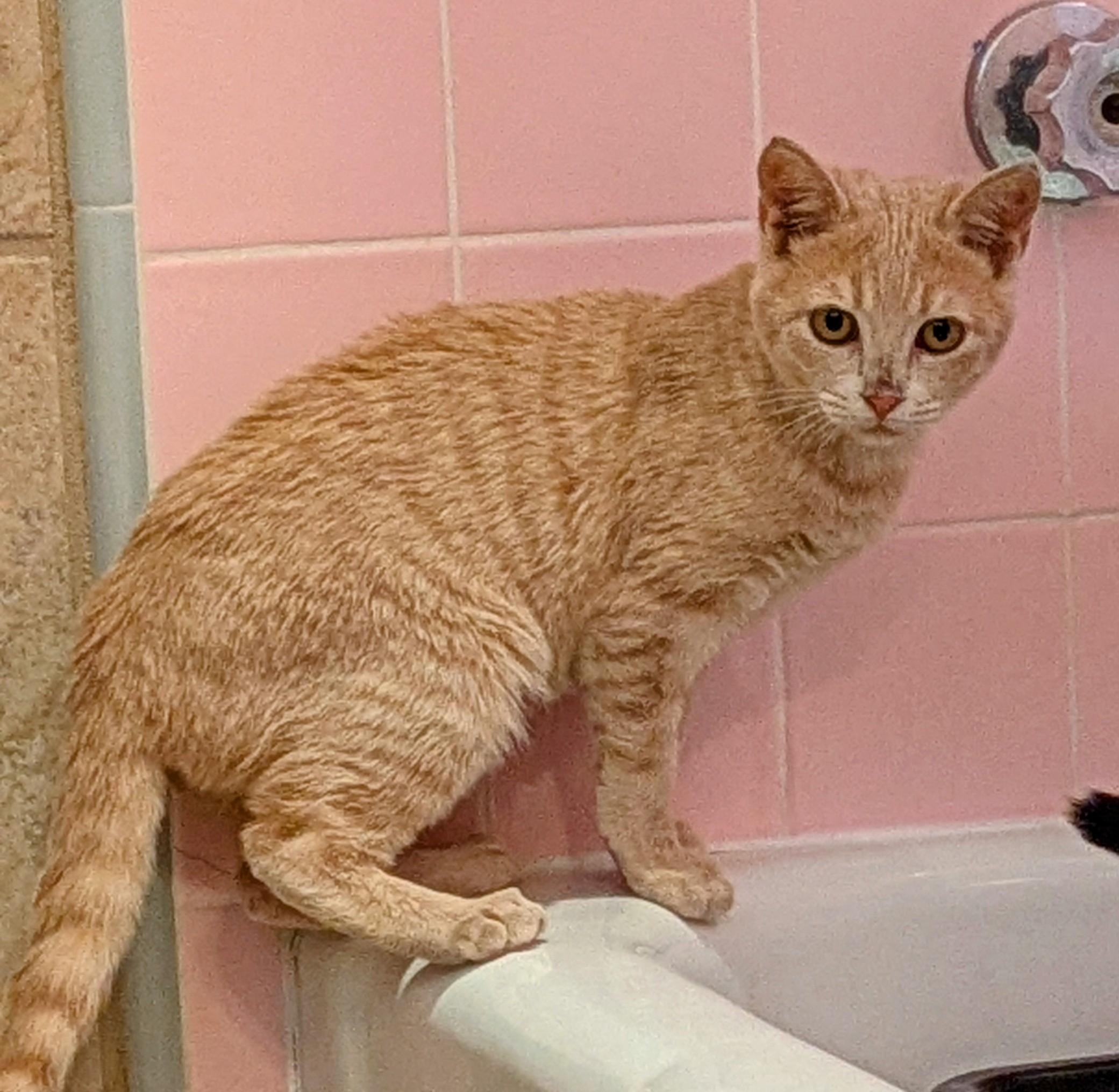 Cream Puff, a Adopted Domestic Short Hair in El Cajon, CA image 1/5