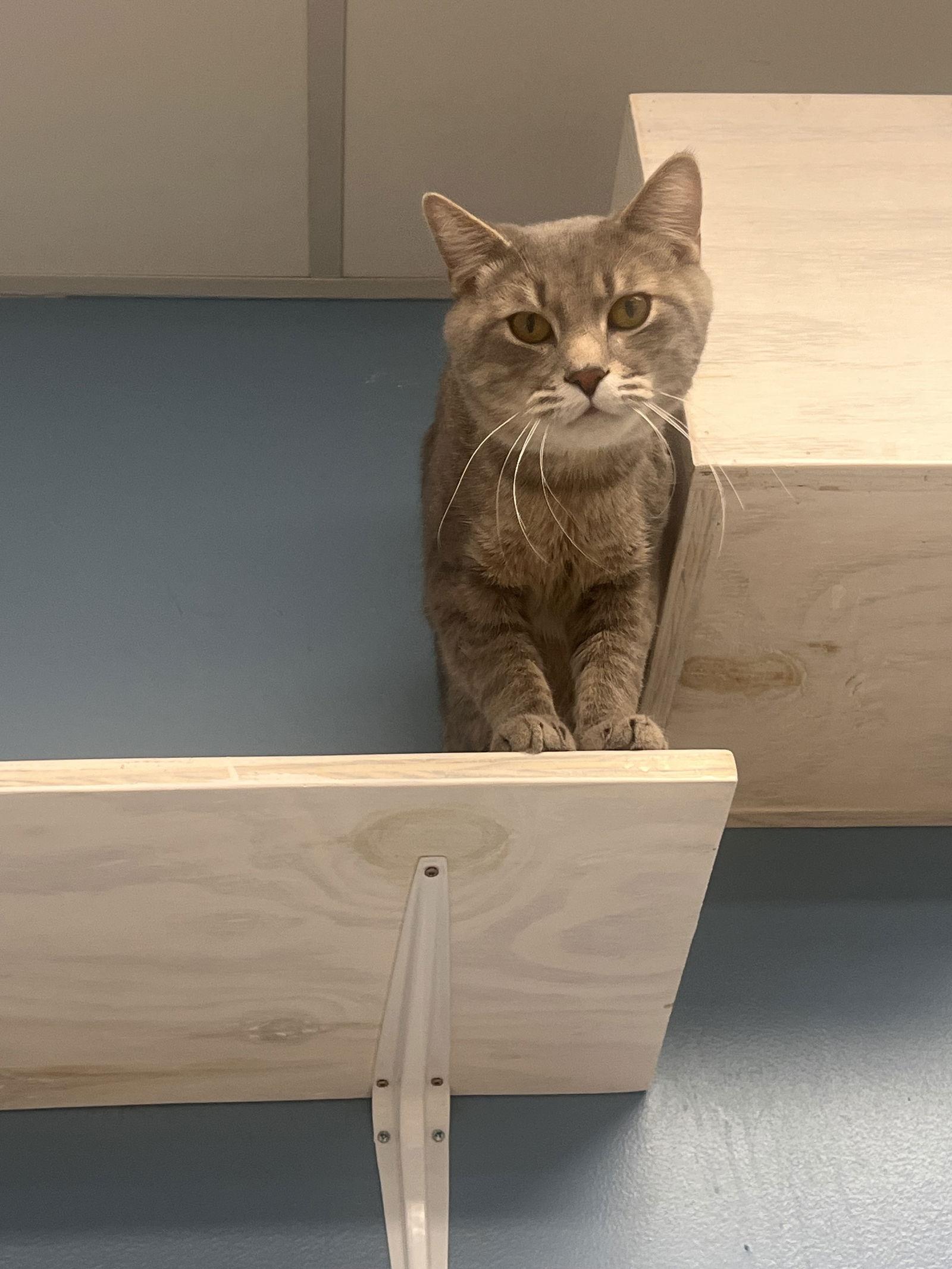 Ghost - Must Apply in Person !, Adoptable, Adult Male Tabby & Domestic Short Hair.