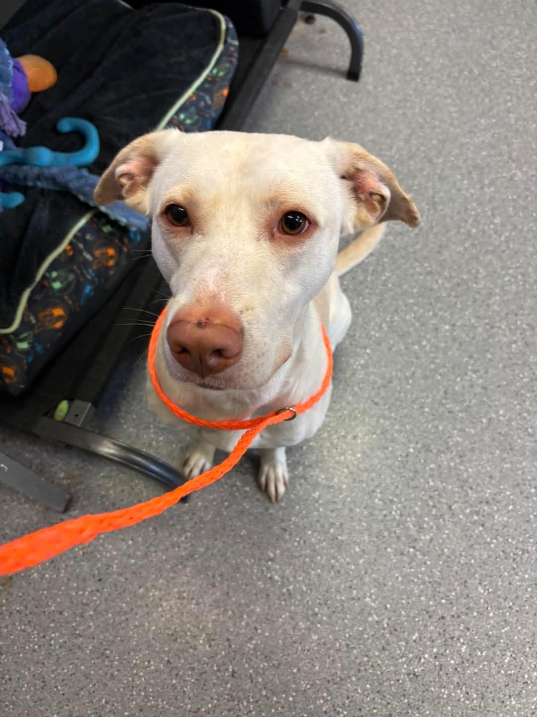 Enlarge Bubba, a ADOPTABLE mixed breed in Watertown, NY image 1/1