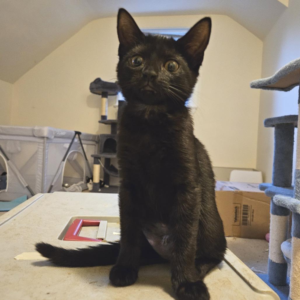 Elle, Adoptable, Young Female Domestic Short Hair.