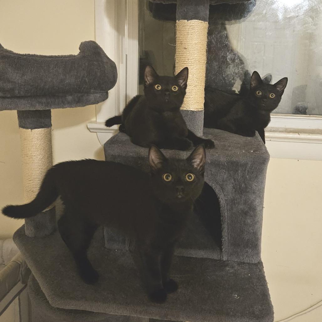 Enlarge Elle, a Adoptable Domestic Short Hair in Reisterstown, MD image 2/5