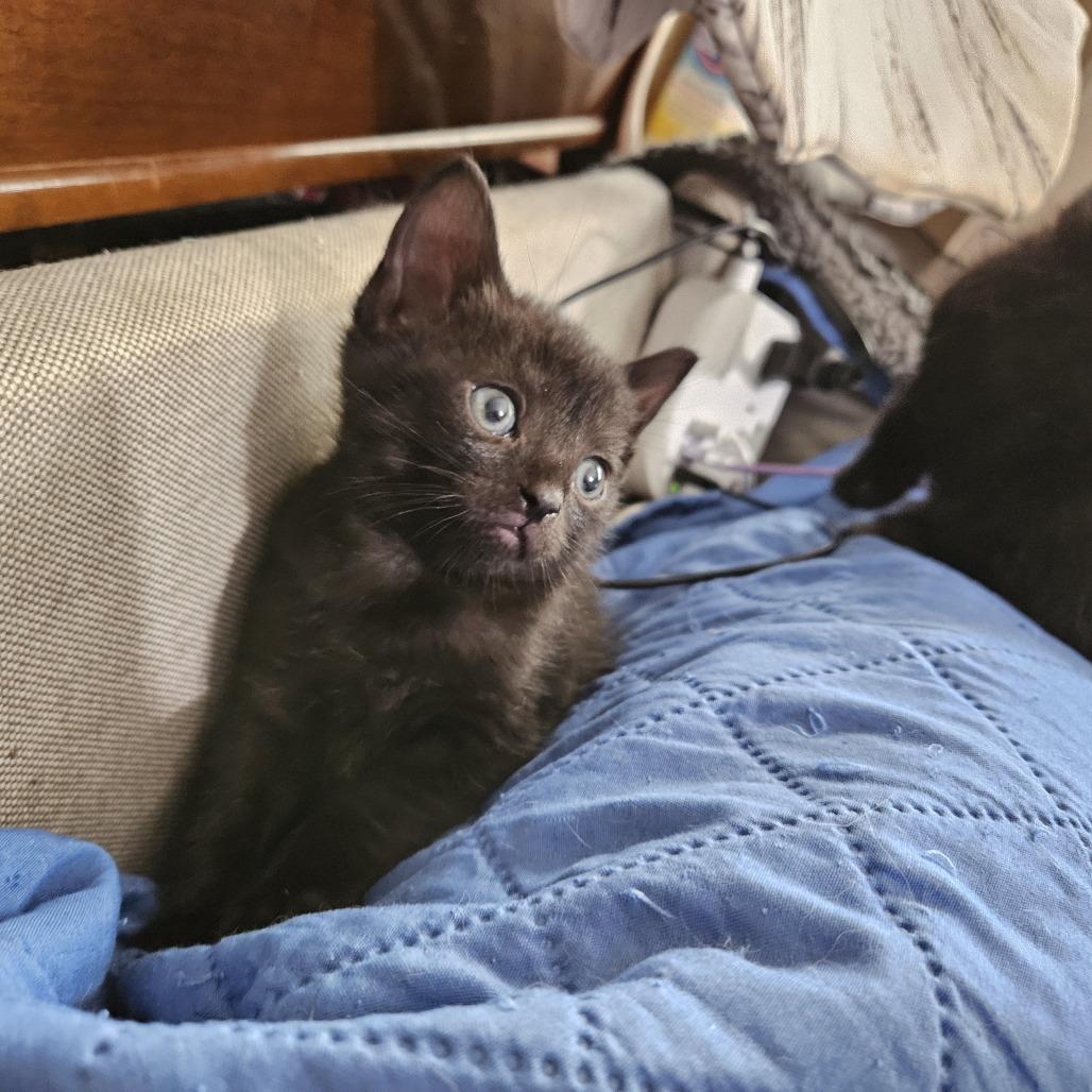 Enlarge Elle, a Adoptable Domestic Short Hair in Reisterstown, MD image 5/5