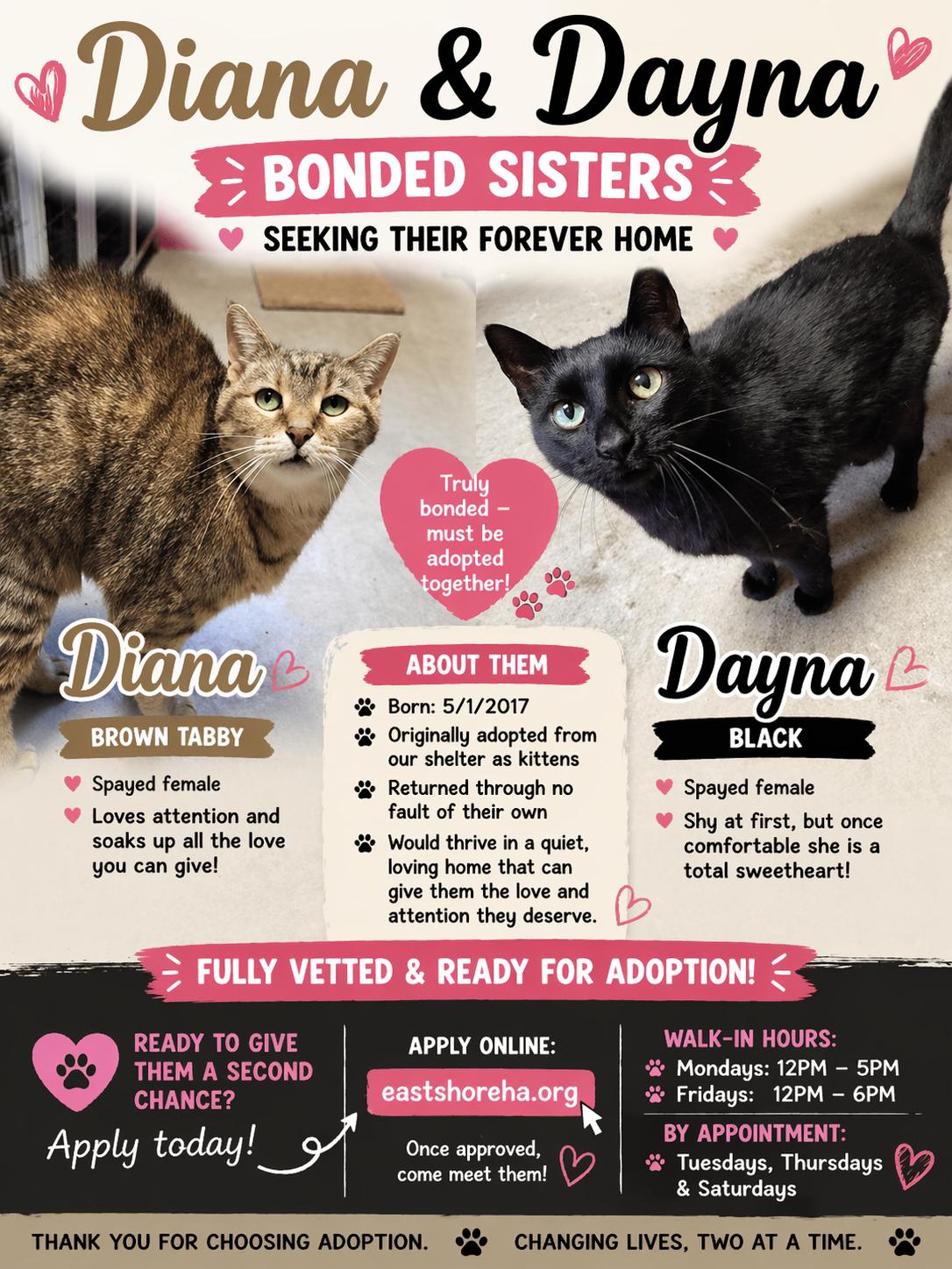 Enlarge Diana & Dayna, an adopted Domestic Short Hair in Chilton, WI image 1/6