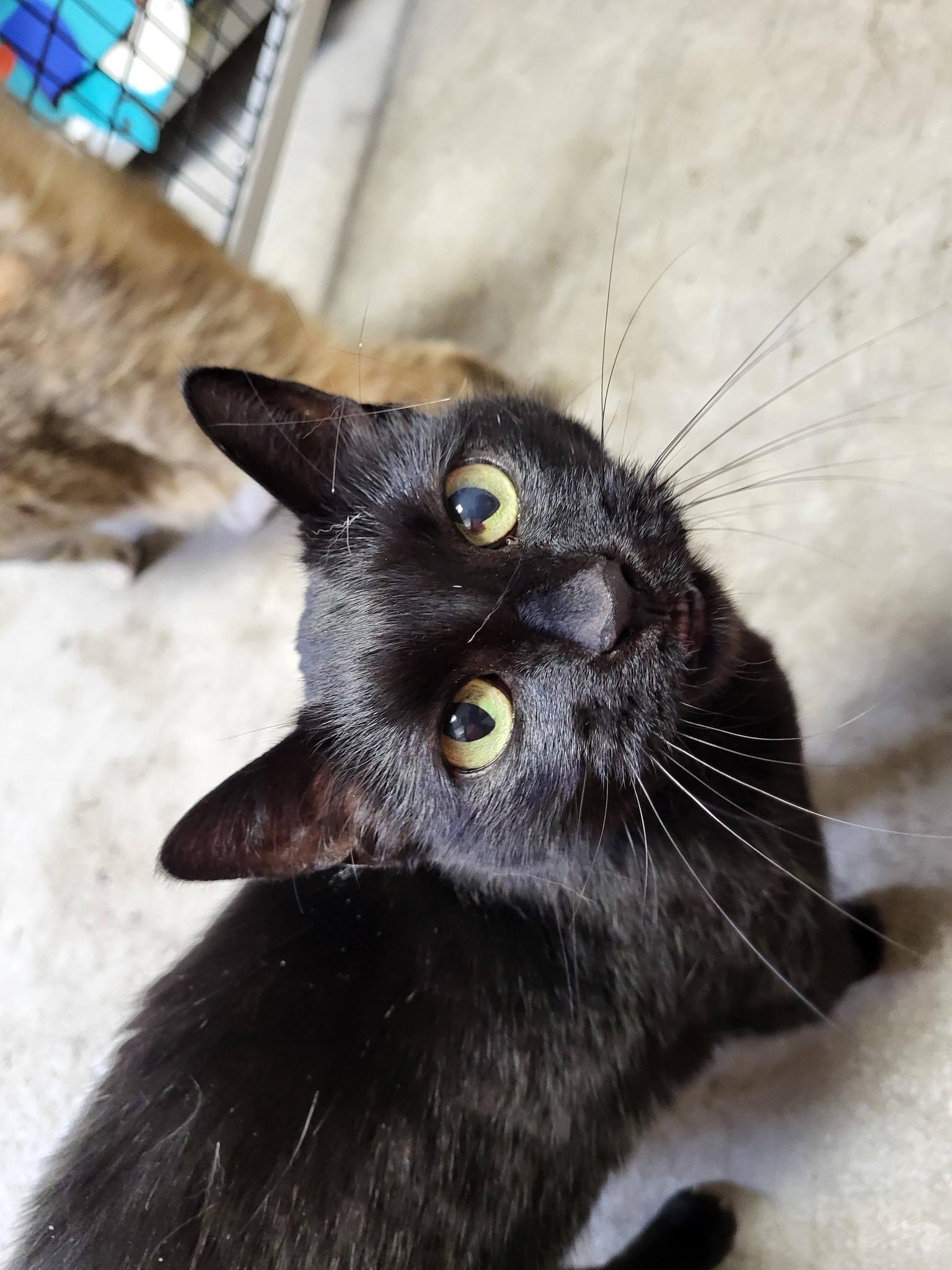 Enlarge Diana & Dayna, an adopted Domestic Short Hair in Chilton, WI image 4/6