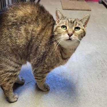 Enlarge Diana & Dayna, an adopted Domestic Short Hair in Chilton, WI image 3/6