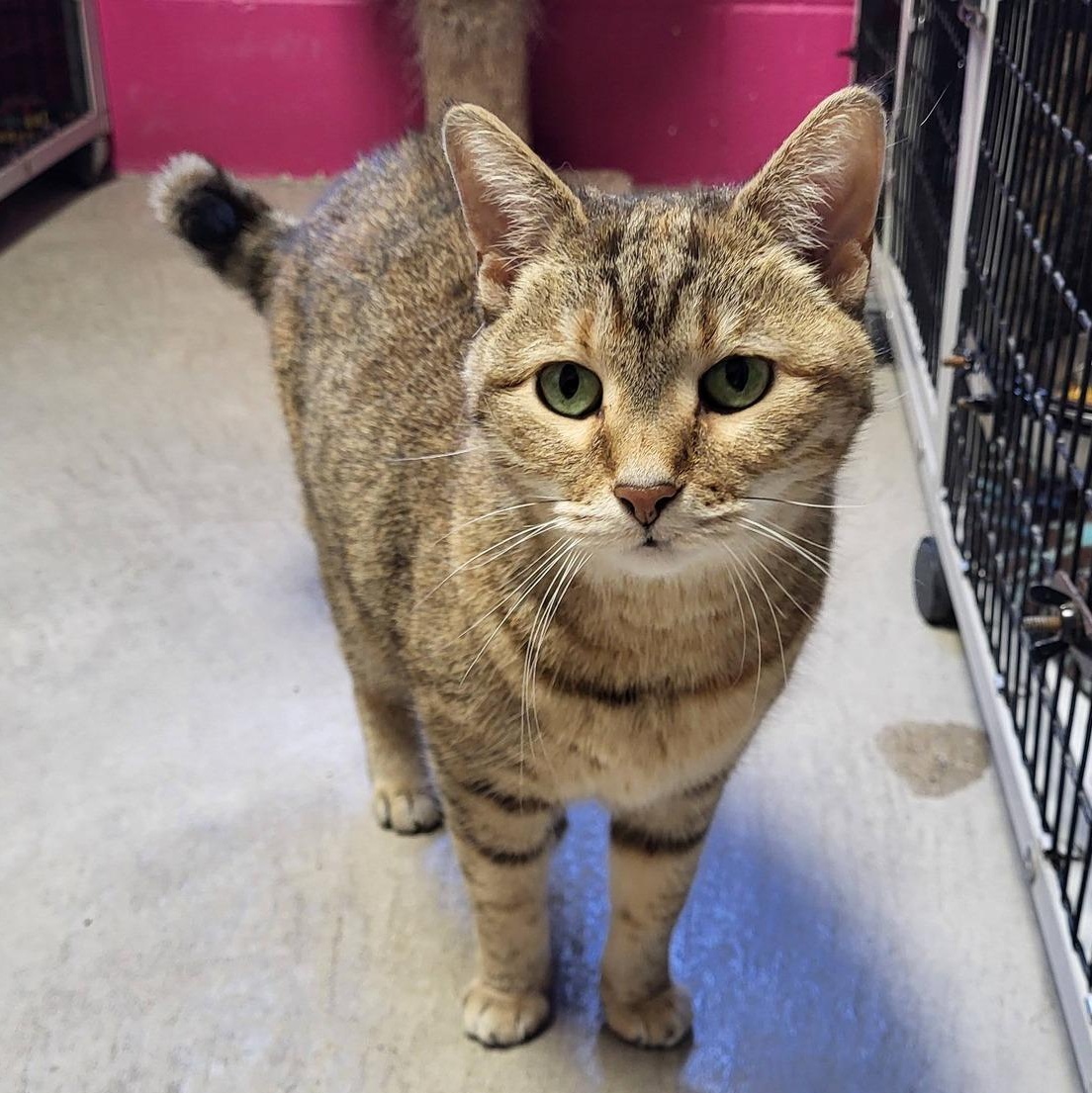 Enlarge Diana & Dayna, an adopted Domestic Short Hair in Chilton, WI image 5/6