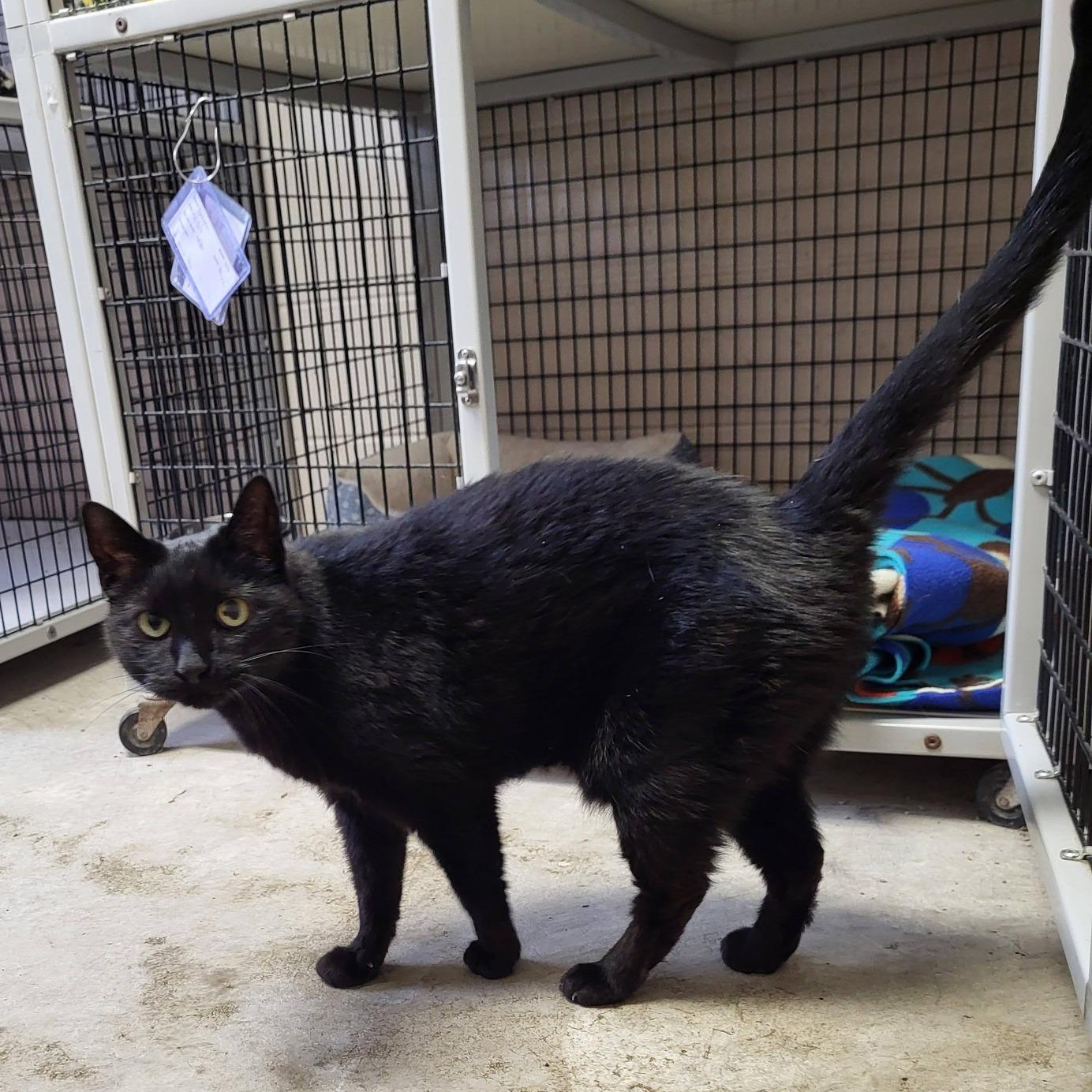 Enlarge Diana & Dayna, an adopted Domestic Short Hair in Chilton, WI image 6/6