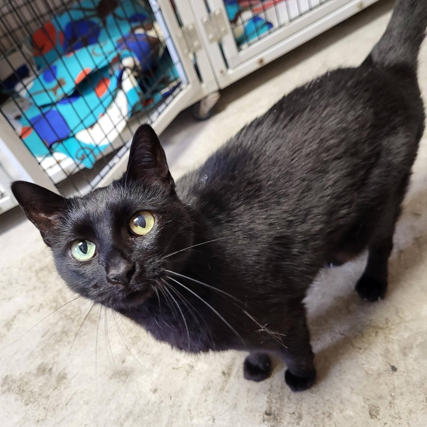 Enlarge Diana & Dayna, an adopted Domestic Short Hair in Chilton, WI image 2/6