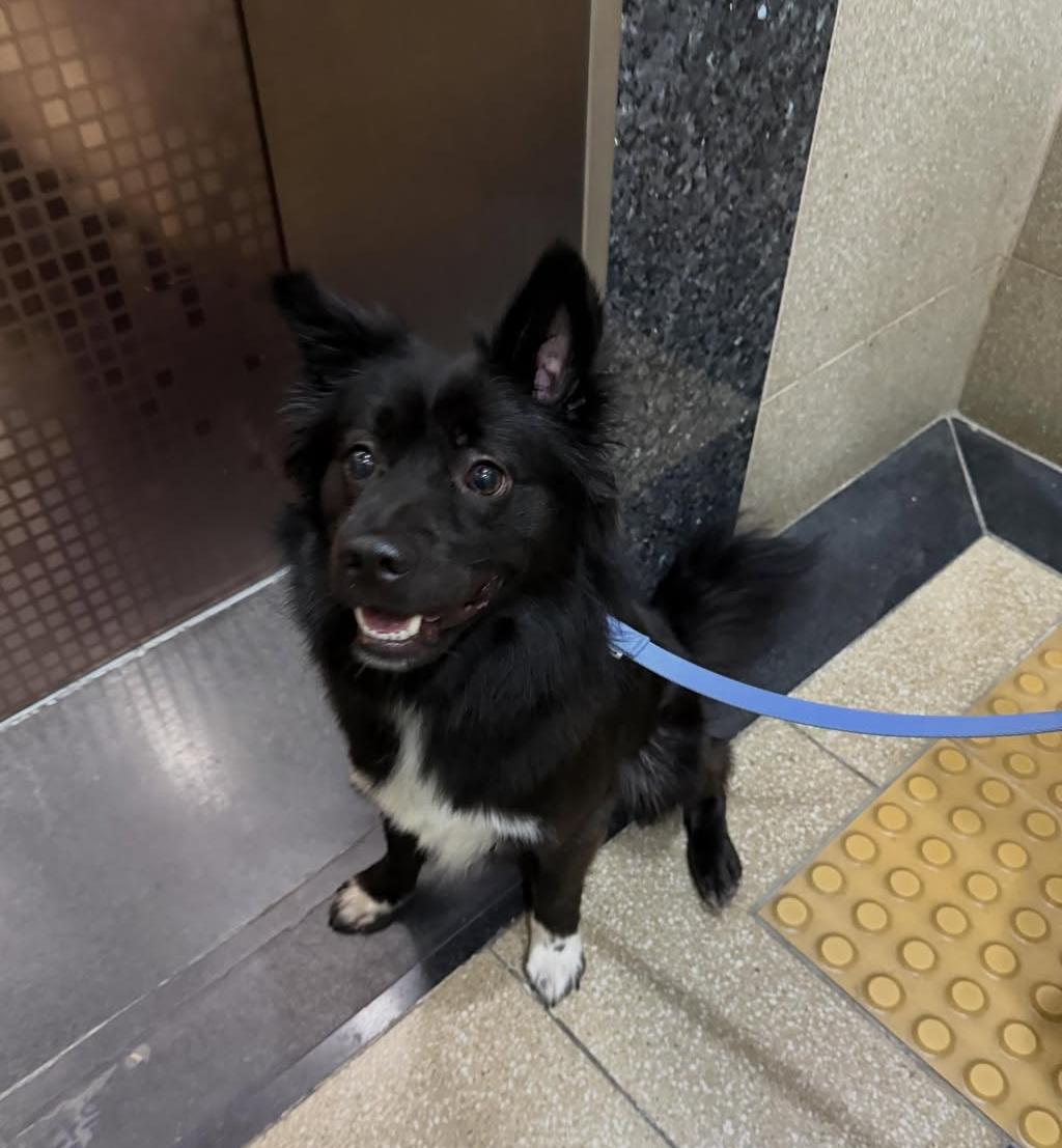 MANGCHI, a Adoptable mixed breed in Duluth, GA image 1/6