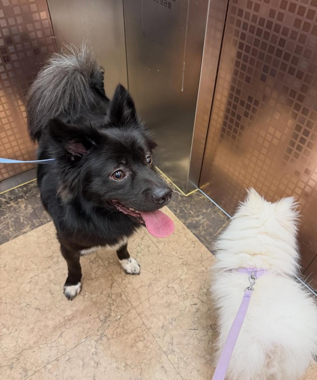 MANGCHI, a Adoptable mixed breed in Duluth, GA image 4/6