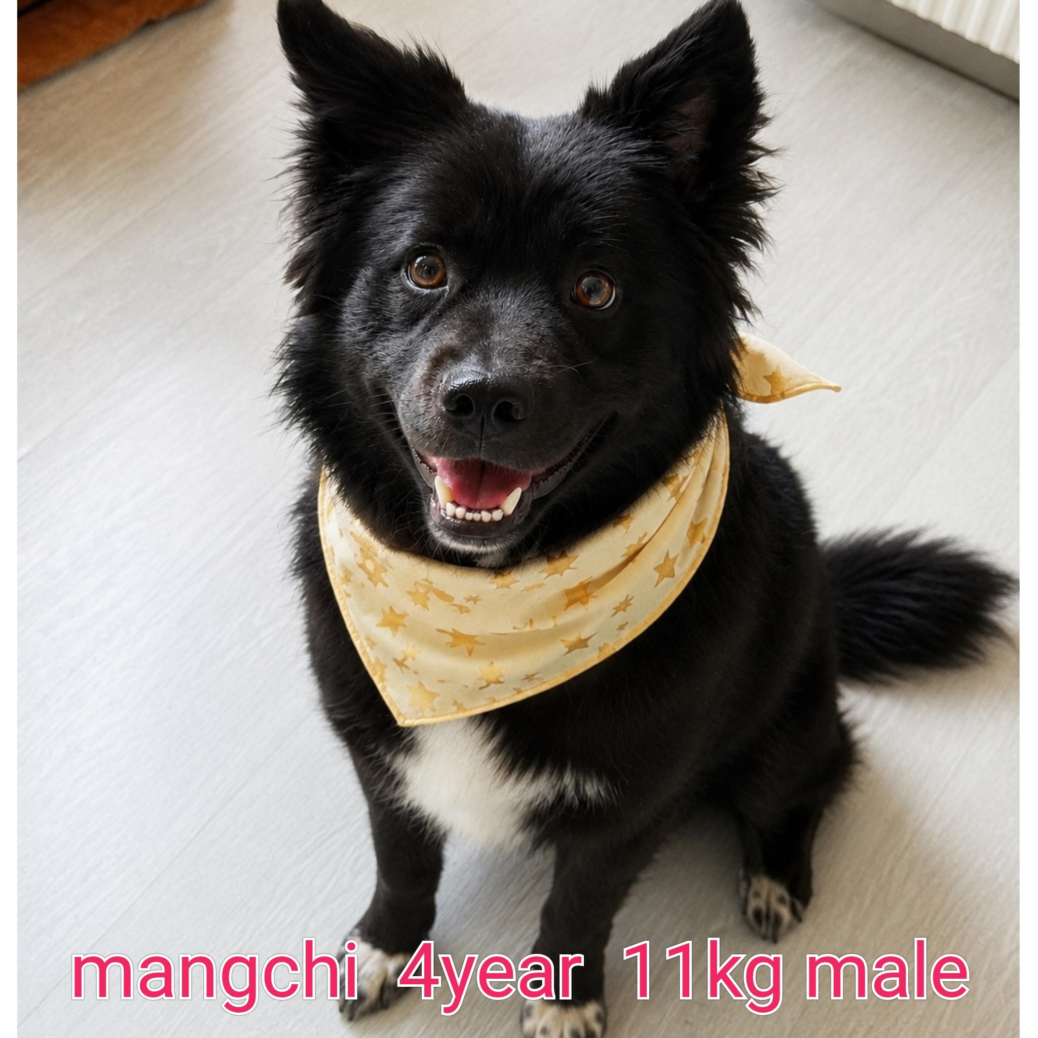 MANGCHI, a Adoptable mixed breed in Duluth, GA image 2/6