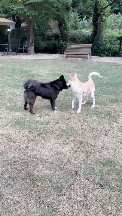 Enlarge MANGCHI, a Adoptable mixed breed in Duluth, GA video 6/6