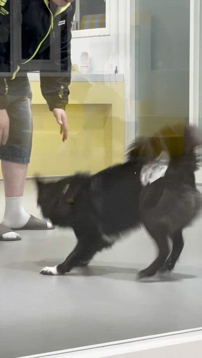 Enlarge MANGCHI, a Adoptable mixed breed in Duluth, GA video 5/6
