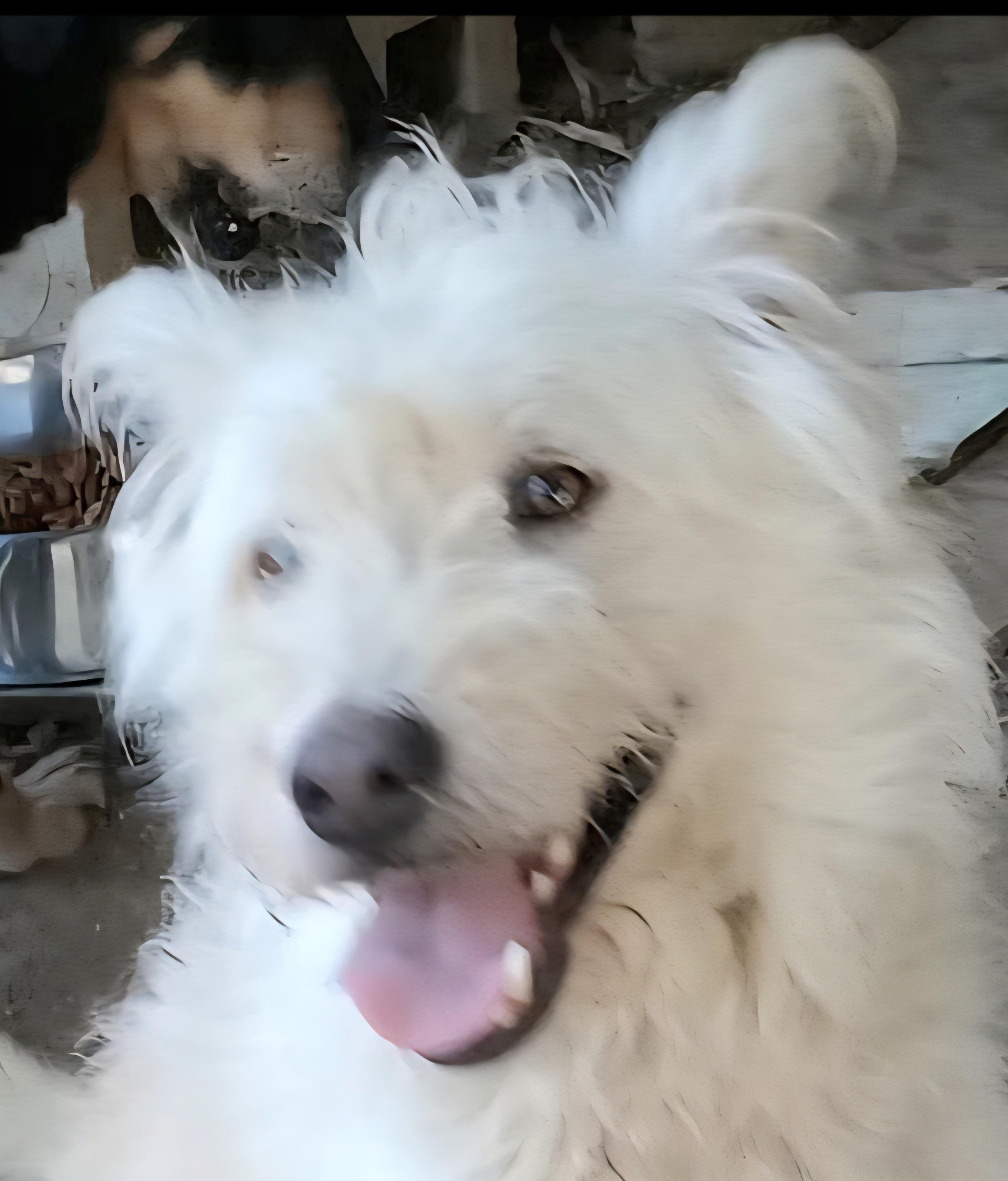 Chewbaca "fluffy & Wonderful!"