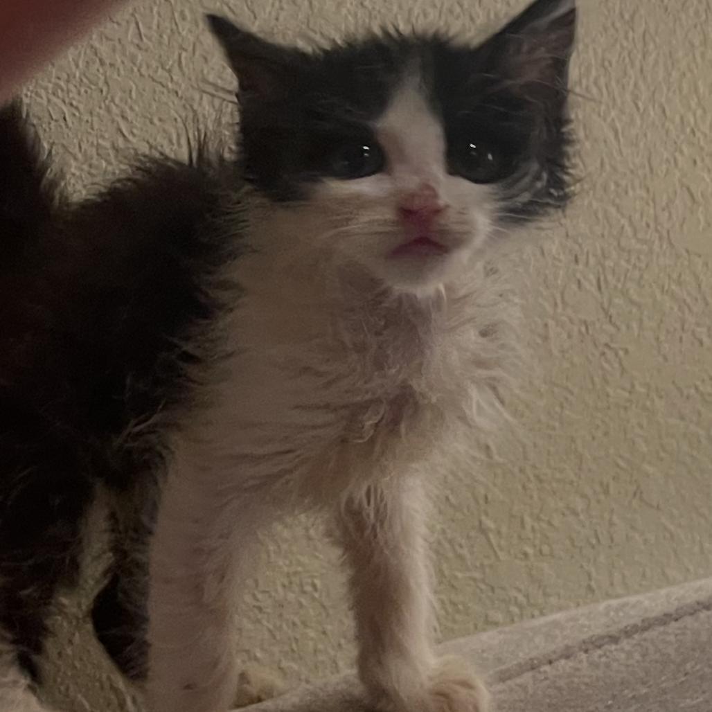 Pico De Gallo, Adoptable, Kitten Male Domestic Medium Hair.