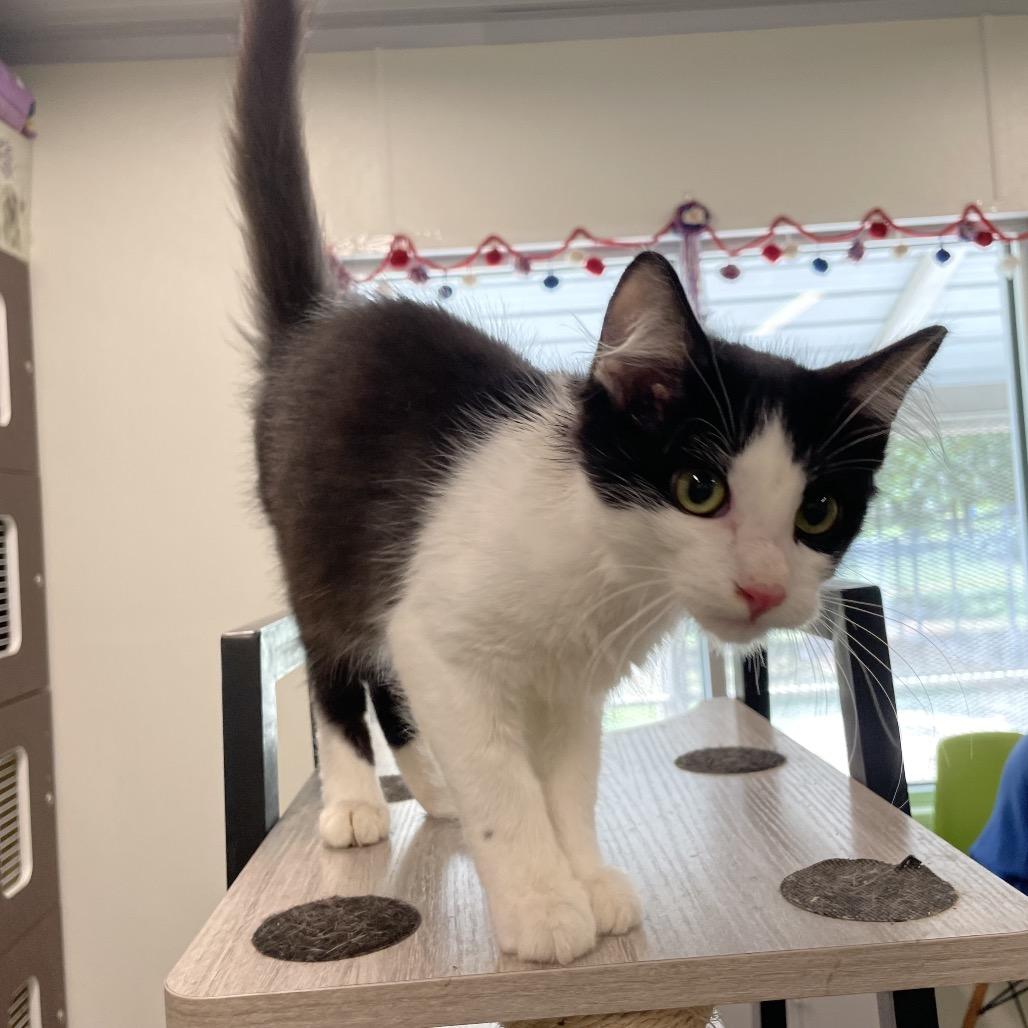 Pico De Gallo, a Adoptable Domestic Medium Hair in Garfield, AR image 2/2
