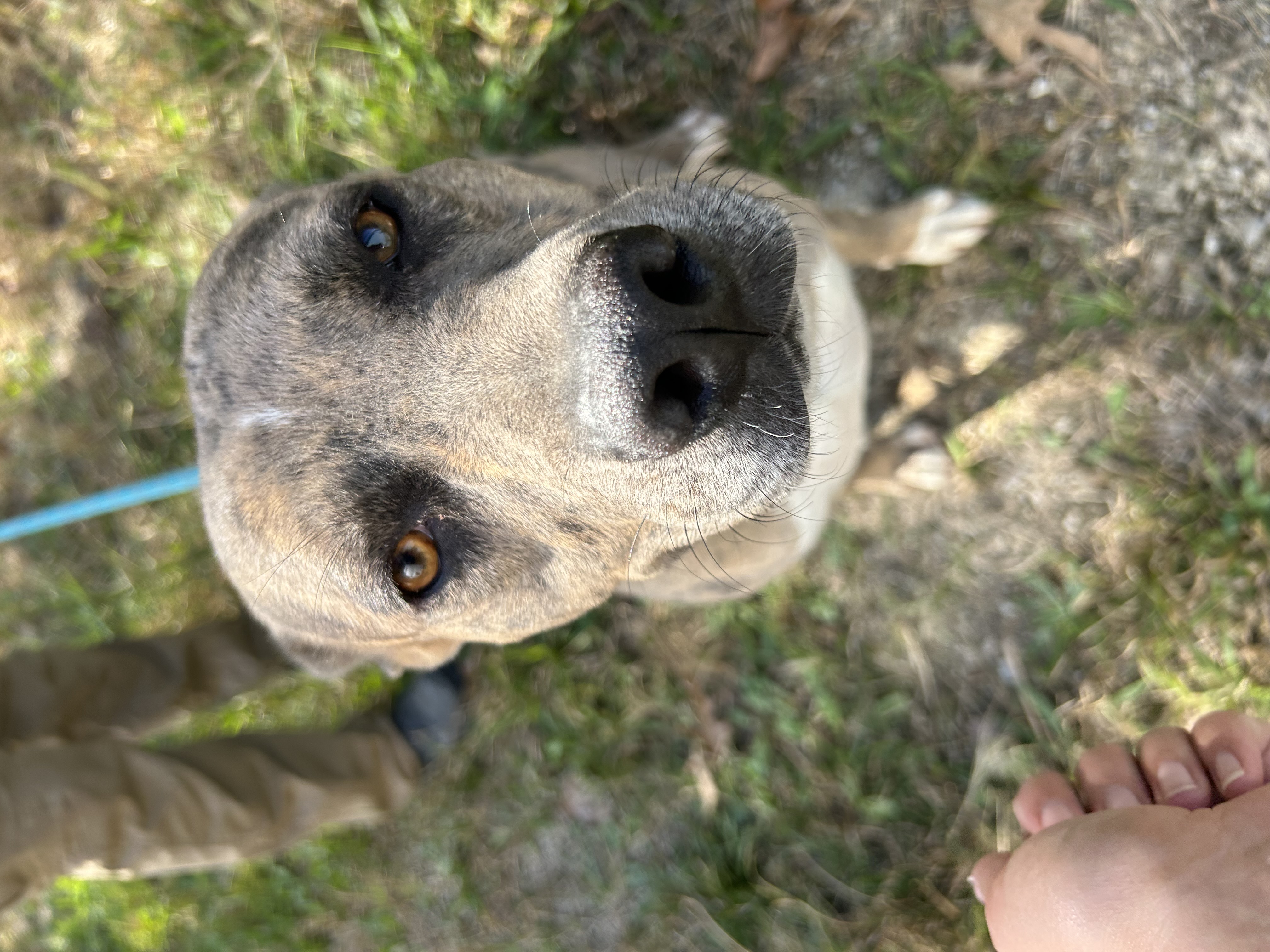 Dog for adoption Bebe, a Catahoula Leopard Dog Mix in Manchester, TN