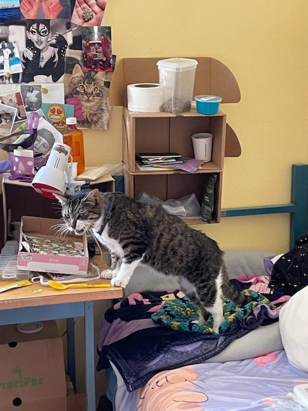 Bigfoot (adventure cat), a Adoptable Domestic Short Hair in Gig Harbor, WA image 2/4